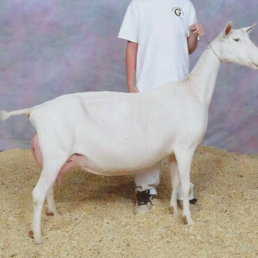 SGCH God's-Grace COI Italy 3*M