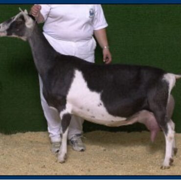 Sire's Paternal Sister: Klisse's GSMS Triumph of Hope