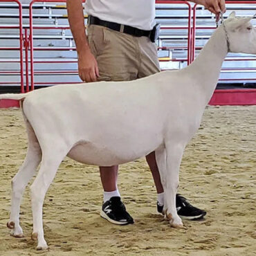 Klaire's dry yearling best in show win